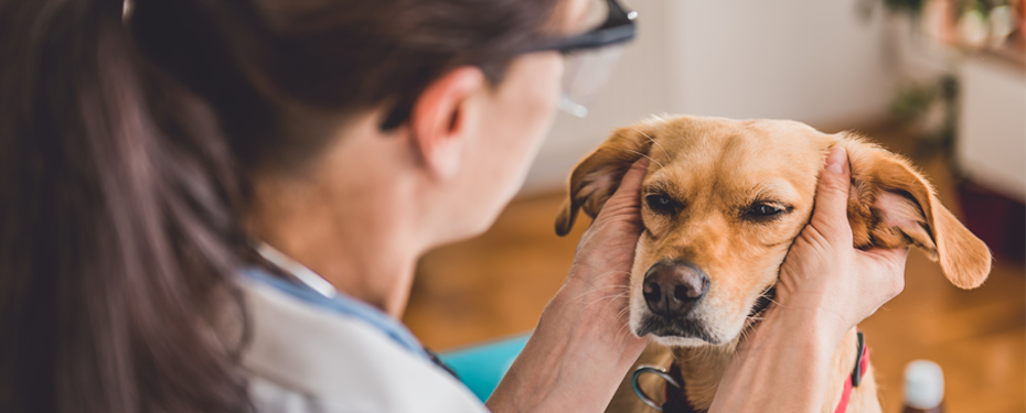 Zapalenie ucha u psów: czym jest i jak je leczyć?