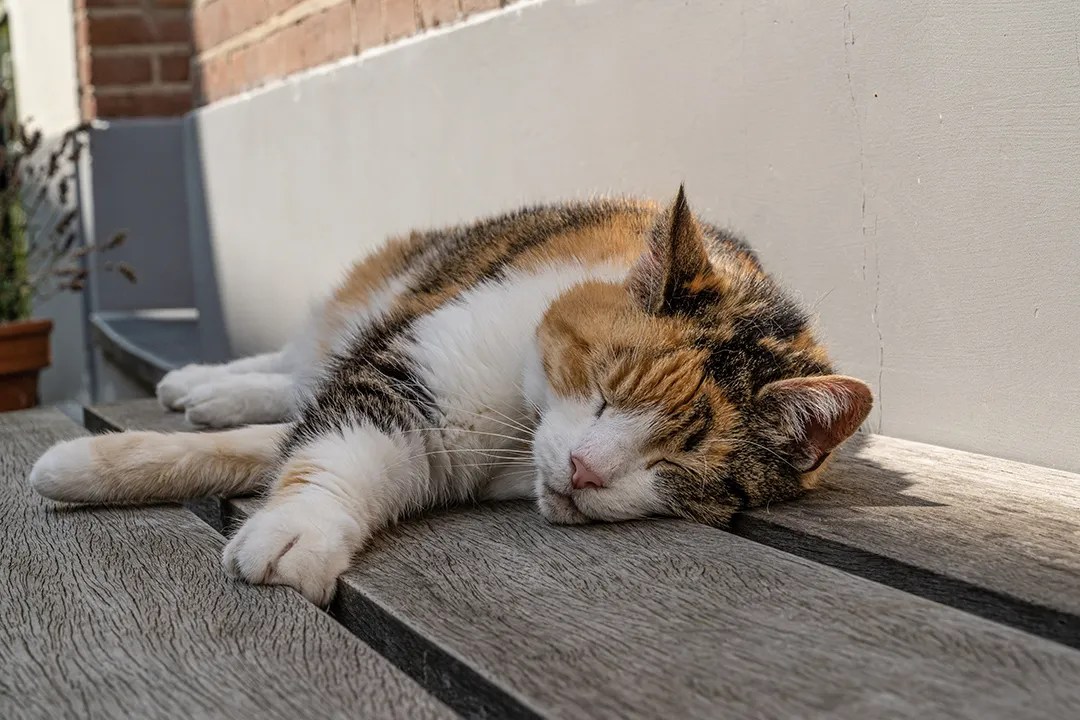 Wyczerpanie cieplne kota