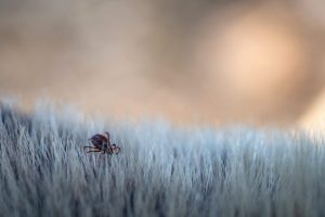 Ewolucja psich pasożytów