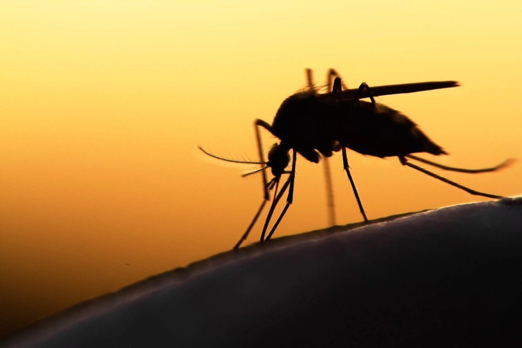 Komary są uciążliwością występującą na całym świecie, szczególnie w ciepłych i wilgotnych środowiskach, takich jak jeziora i bagna.