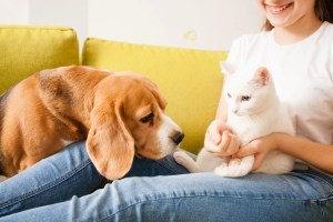 beagle i kot z właścicielem zwierzaka