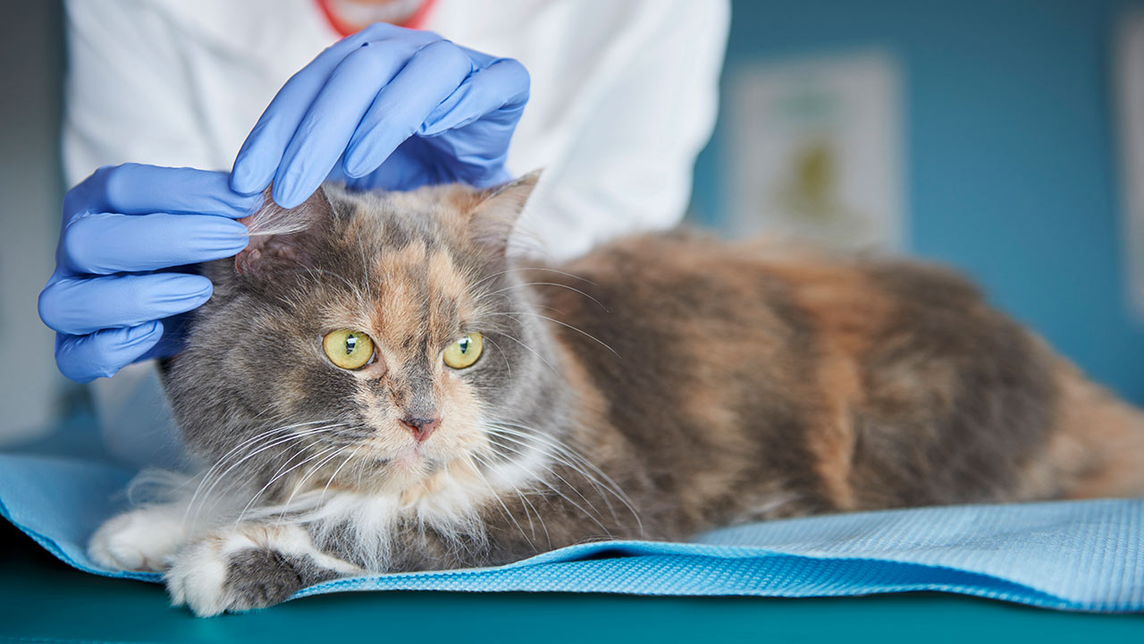 Pasożyty zwierząt domowych - profilaktyka i leczenie