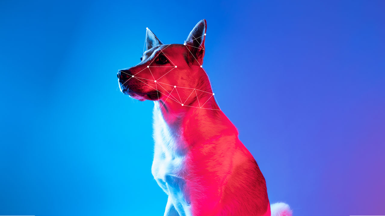 Gadżety i nowinki technologiczne dla zwierząt