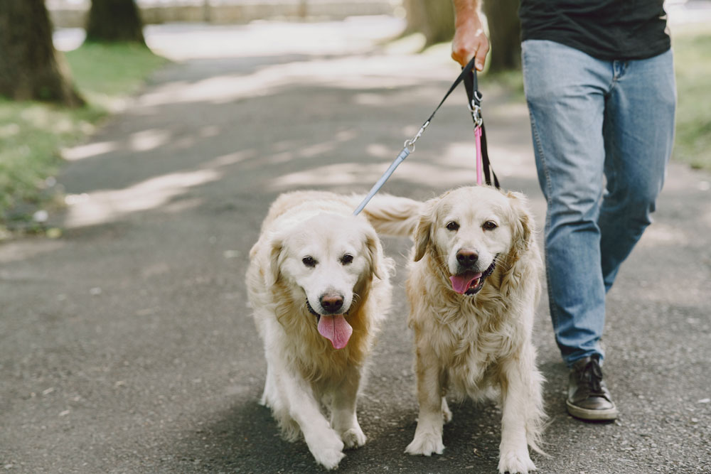 Dogsitter, czyli jak znaleźć opiekuna idealnego